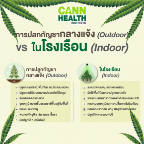 การปลูกกัญชากลางแจ้ง (Outdoor) VS ในโรงเรือน (Indoor)