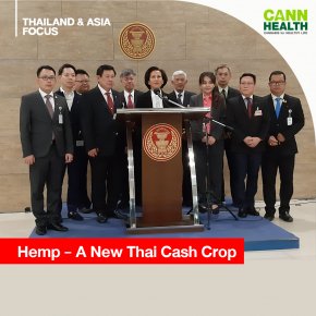 Hemp A New Thai Cash Crop