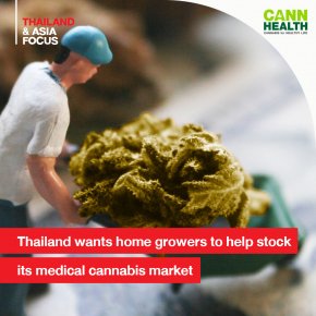 Thailand wants home growers to help stock its medical cannabis market