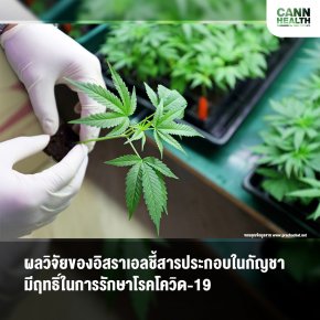 ผลวิจัยของอิสราเอลชี้สารประกอบในกัญชามีฤทธิ์ในการรักษาโรคโควิด-19