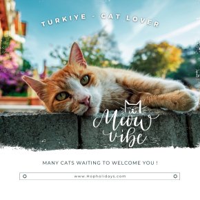 Meow Vibe : ส่องประเทศตุรกี ดินแดนที่ตกนักท่องเที่ยวให้กลายเป็น 'ทาสแมว'