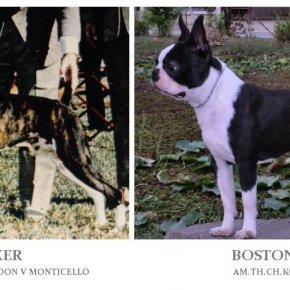 บอสตัน เทอร์เรีย กับสุนัขพันธุ์บ๊อกเซอร์