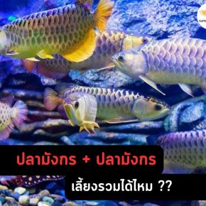 ปลามังกร เลี้ยงรวมได้ไหม ??