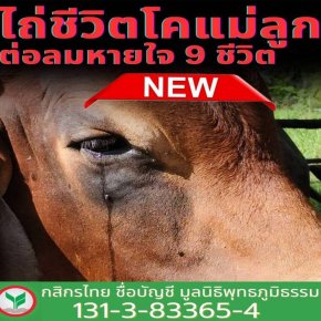 มูลนิธิพุทธภูมิธรรม ชวนสร้างมหาทานยิ่งใหญ่ ไถ่ชีวิตโคแม่ลูกอ่อน และ โคท้อง รวม 9 ชีวิต 