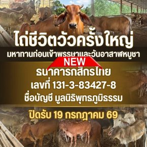 ด่วน พบโคกระบือ ในพื้นที่จังหวัดกาญจนบุรี กำลังถูกนำไปส่งโรงเชือด เราจะช่วยกันไถ่ชีวิตวัวครั้งใหญ่เท่าที่จะทำได้