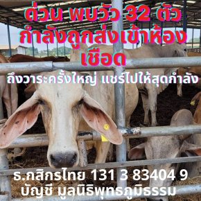 มูลนิธิพุทธภูมิธรรม ขอเชิญร่วมไถ่ชีวิตวัว(ขาเจ็บ) และ วัวผองเพื่อน 32 ตัว จากโรงฆ่าสัตว์ ย่านหนองจอก กรุงเทพฯ  เจ้าภาพตัวละ 26,000 บาท