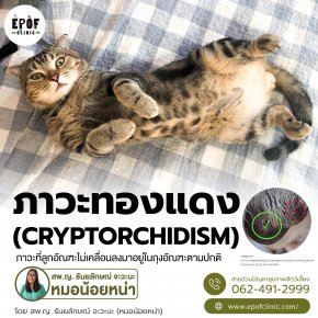 "ภาวะทองแดง (cryptorchidism)"