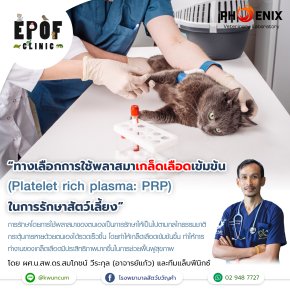 ทางเลือกการใช้พลาสมาเกล็ดเลือดเข้มข้น (Platelet rich plasma: PRP) ในการรักษาสัตว์เลี้ยง  