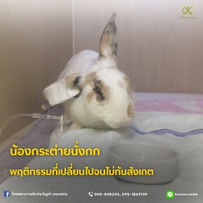 ในวันที่กระต่ายผิดปกติ มีเเต่คนที่ดูแลน้องอย่างใกล้ชิดเท่านั้นที่จะรู้ว่าน้องมีความผิดปกติจากเดิม 