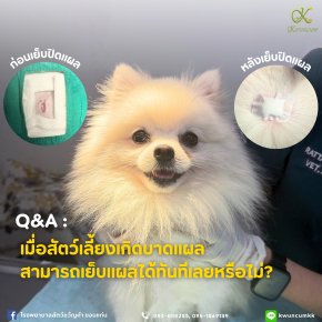 เมื่อสัตว์เลี้ยงเกิดบาดแผล สามารถเย็บแผลได้ทันทีเลยหรือไม่