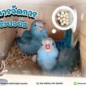 การจัดการรังฟอพัส 