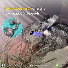 ฝีหนอง (Abscess) ในกระต่ายต่างจากสัตว์ชนิดอื่นอย่างไร