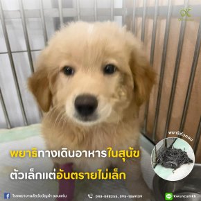 พยาธิทางเดินอาหารในสุนัข ตัวเล็กแต่อันตรายไม่เล็ก