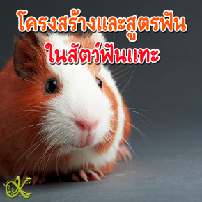 โครงสร้างและสูตรฟัน ในสัตว์ฟันแทะ