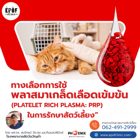 “ทางเลือกการใช้พลาสมาเกล็ดเลือดเข้มข้น (Platelet rich plasma: PRP) ในการรักษาสัตว์เลี้ยง”