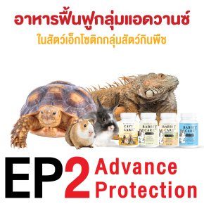 ep2. อาหารฟื้นฟูสุขภาพในเอ็กโซติกกลุ่มสัตว์กินพืช กลุ่ม advance protection โดย ผศ.น.สพ.ดร. สมโภชน์ วีระกุล (หมอแก้ว)
