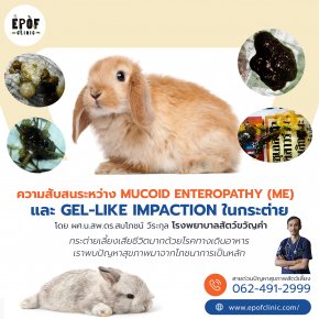 ความสับสนระหว่าง mucoid enteropathy (ME) และ gel-like impaction ในกระต่าย