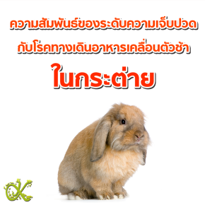 ความสัมพันธ์ของระดับความเจ็บปวดกับโรคทางเดินอาหารเคลื่อนตัวช้าในกระต่าย
