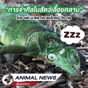 เรื่องจากข่าว! “การจำศีลในสัตว์เลื้อยคลาน”