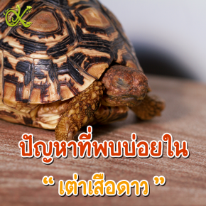 ปัญหาที่พบบ่อยในเต่าเสือดาว