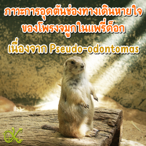 ภาวะการอุดตันช่องทางเดินหายใจของโพรงจมูกในแพรี่ด็อก เนื่องจาก Pseudo-dontomas 