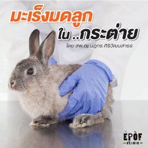 Uterine adenocarcinoma in rabbit