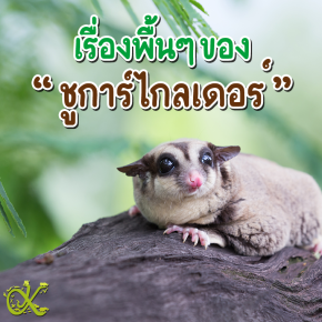 เรื่องพื้นๆ ของชูการ์ไกลเดอร์