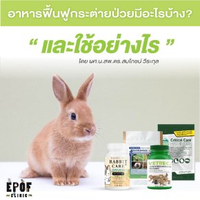 อาหารฟื้นฟูกระต่ายป่วยมีอะไรบ้าง? และใช้อย่างไร?