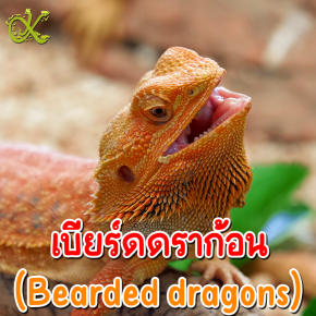 Bearded dragons
