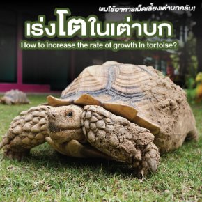 เร่งโตในเต่าบก How to increase the rate of growth in tortoise?