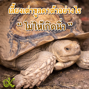 How to Raise Sulcata Tortoises to Prevent Bladder Stones