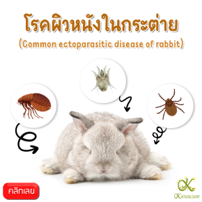 Skin Diseases in Rabbits