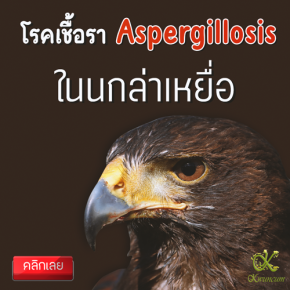 โรคเชื้อรา Aspergillosis ในนกล่าเหยื่อ (Aspergillosis in raptor) 