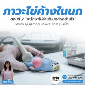 ไข่ค้างในนก ตอนที่ 2 จะรักษาไข่ค้างในนกกันอย่างไร 