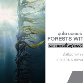 ฮุนไดชวนตั้งชื่อให้ป่า! เปิดตัวแคมเปญ Forests Without Names ปลุกกระแสฟื้นฟูระบบนิเวศใต้ทะเลรับมือโลกร้อน