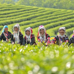 Chui Fong Tea Plantation, Chiangrai 