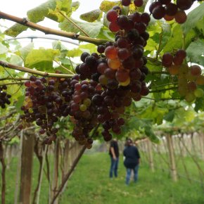 PB Vineyard, Khaoyai Thailand 