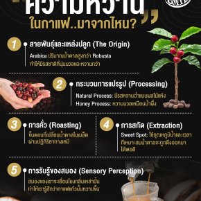 ความหวานในกาแฟมาจากไหน?