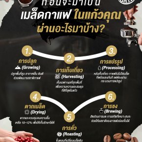 ก่อนจะมาเป็นเมล็ดกาแฟในแก้วคุณมันผ่านอะไรมาบ้าง?
