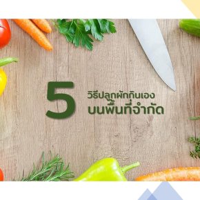 5 วิธีการปลูกผักไว้กินเองบนพื้นที่น้อย