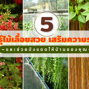 5 พันธุ์ไม้เลื้อยสวย  เสริมความร่มรื่น และช่วยบังแดดให้บ้านของคุณ 