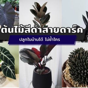 ต้นไม้สีดำสวยสายดาร์ค ปลูกในบ้านได้เท่ ๆ ไม่ซ้ำใคร