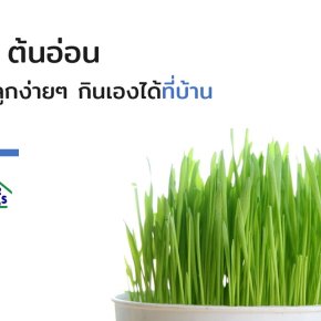 5  ปลูกต้นอ่อนไว้กินเองง่ายๆได้ที่บ้าน