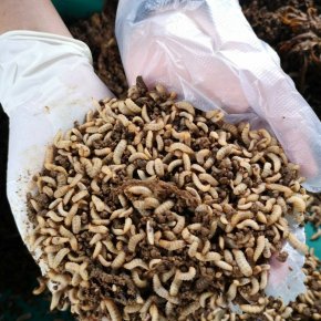 Using insects as animal feed