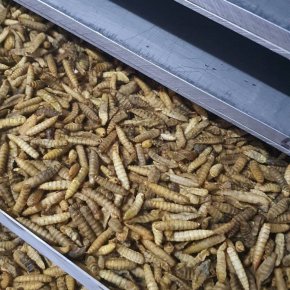 Hurdles remain for insect use in livestock feed.