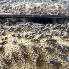 Singapore: Is insect farming for animal feed set to fly?