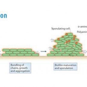 ไบโอฟิล์ม (Biofilm) ระเบิดเวลา ในท่อน้ำ