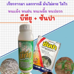 แช่ท่อนมัน กันเพลี้ยแป้ง กันปลวก