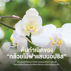 Phalaenopsis Orchid ATMO'decor : บทกวีแห่งธรรมชาติ ส่งเสริมเรื่องโชคลาภ