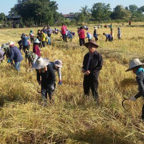 harvest